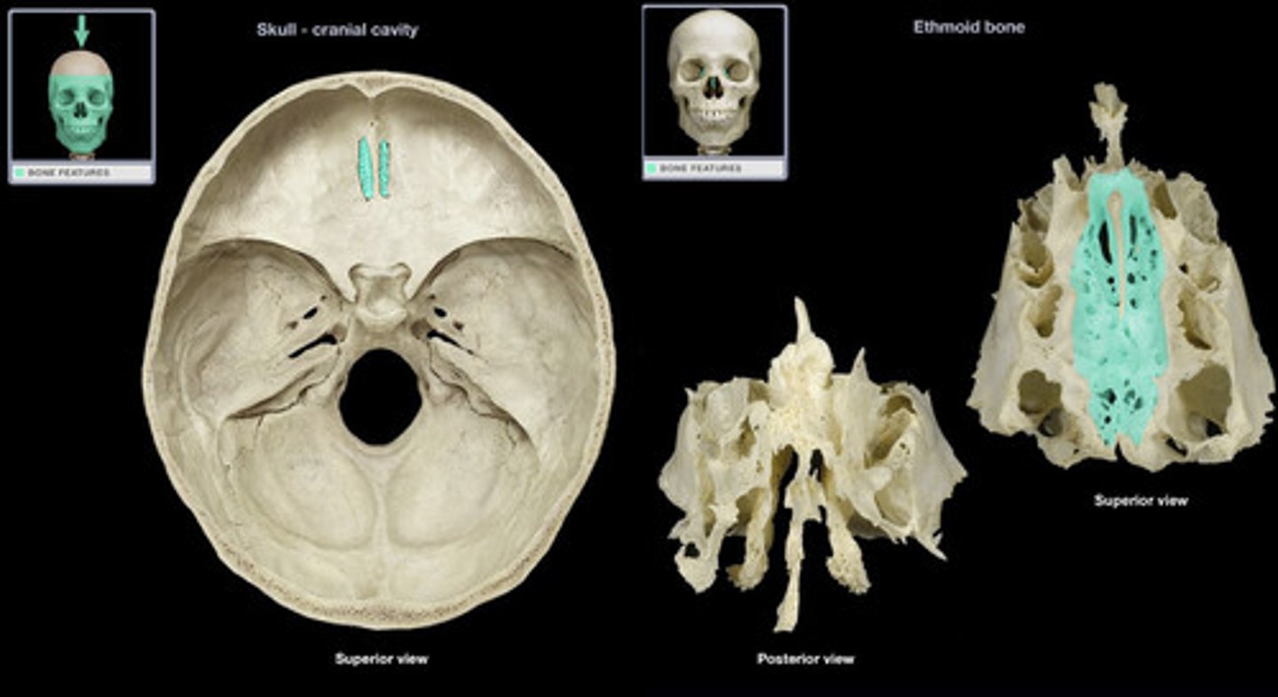 <p>The horizontal plate of the ethmoid bone separating the cranial cavity from the nasal cavity.</p>