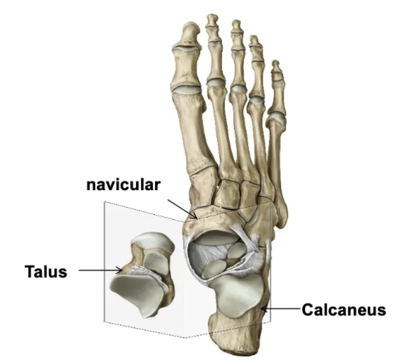 <p>The talocalcaneonavicular joint is a ball and socket joint, involving the navicular, talus, and calcaneus.</p>