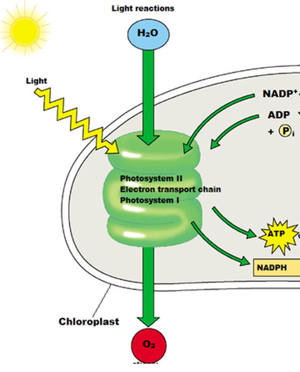 <p>part of photosynthesis that absorbs energy from sunlight and transfers energy to the light-independent reactions</p>