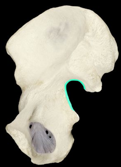 <p>large notch inferior to the posterior spines</p>