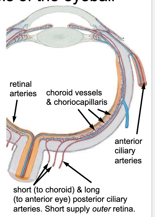 <p>choroid vessels and choriocapillaries (dense bundle of capillaries)</p>