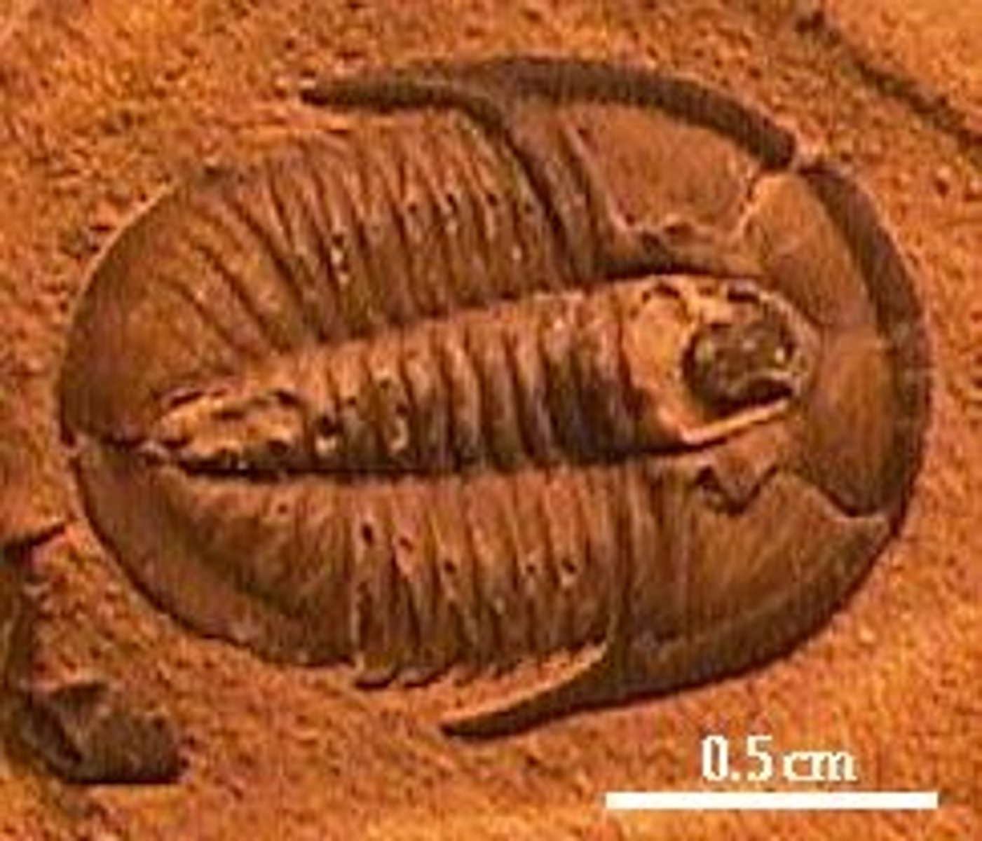 <p> the trilobites that most people are familiar with. these trilobites typically have more than two or three thoracic segments, and the pygidium is usually smaller than the cephalon.</p><p>Phylum Arthropoda</p>