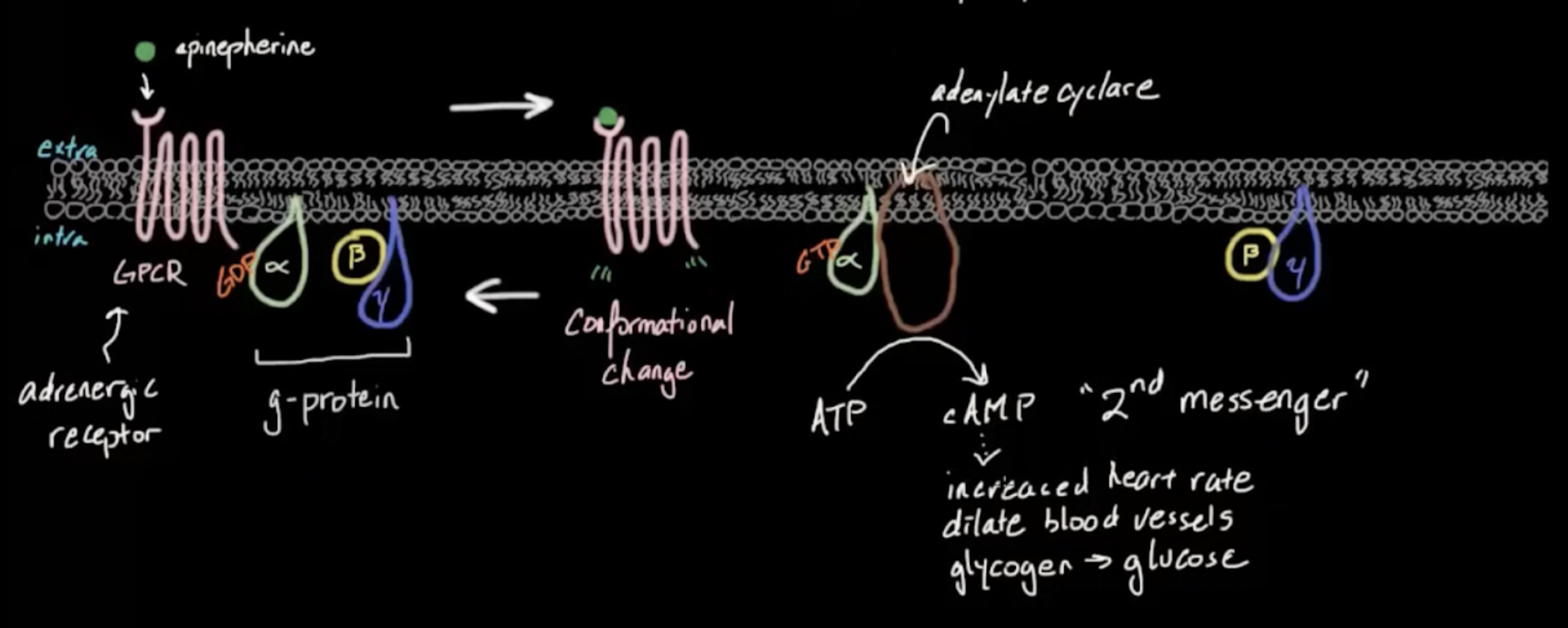 <p>Receptor protein with 7 transmembrane alpha helices</p><p>Start with receptor bound to G-protein’s alpha subunit bound to GDP</p><p>Ligand binds → conformational change → G-protein alpha subunit swaps GDP for GTP and detaches</p><p>G-protein & GTP go phosphorylate adenylate cyclase</p><p>activated Adenylate cyclase converts ATP to cAMP, a secondary messenger which relays signal to cellular machinery</p><p>When G-protein hydrolyzes GTP back to GDP it reassociates into inactive trimer and interacts with GPCR to release ligand </p>