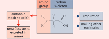 <ul><li><p>toxic</p></li><li><p>urea</p></li><li><p>excretion</p></li></ul><p></p>