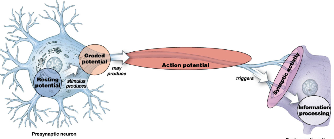 <ul><li><p>resting potential in cell body </p></li></ul><ul><li><p>graded potential: small localized change in potential, along dendrites → soma</p></li><li><p>axon hillock: enacts action potential at high enough graded potential </p></li><li><p>triggers synaptic activity (communication to target cell) </p></li><li><p></p></li></ul><p></p>