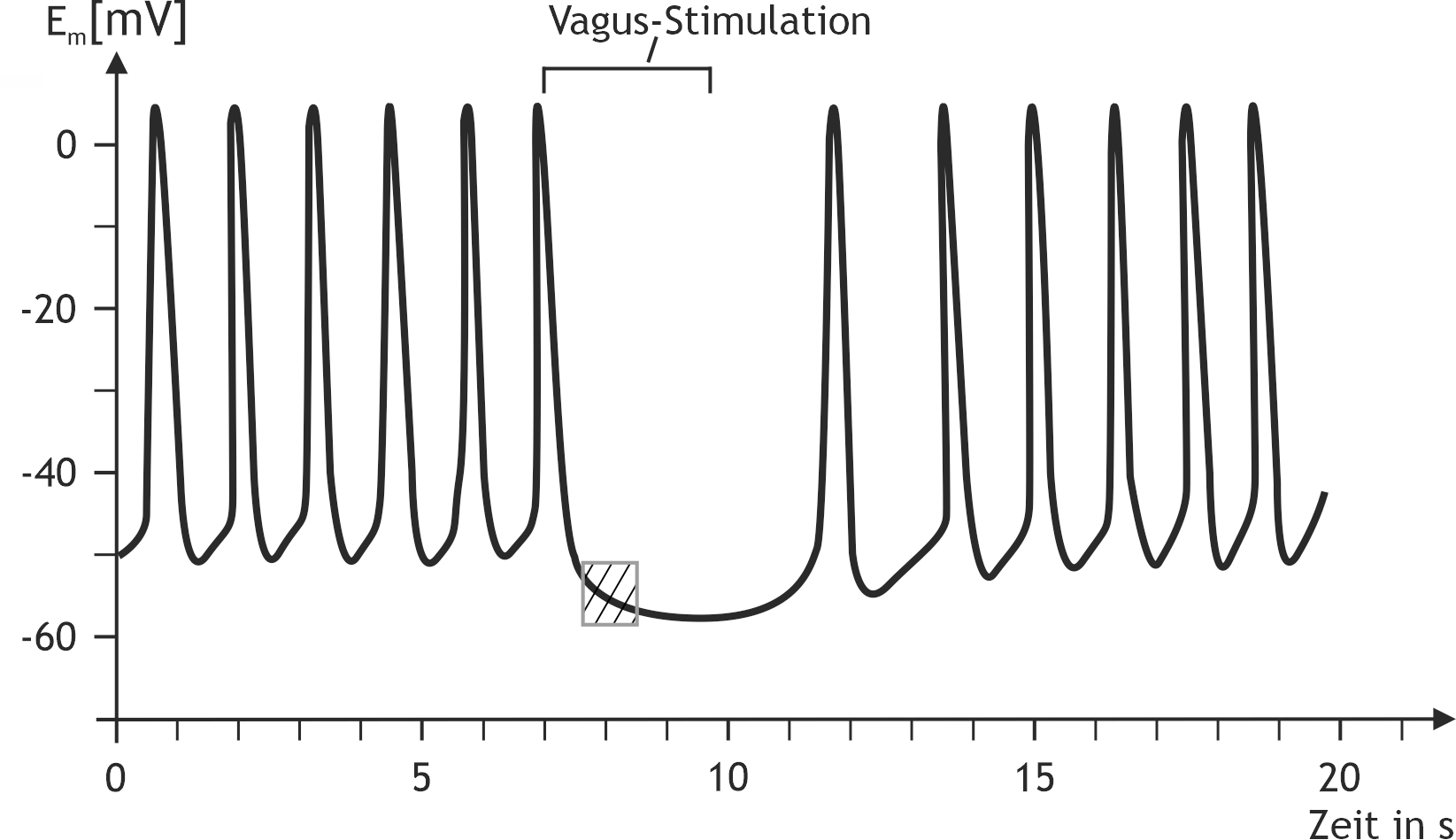 <p>44. In an experiment, a sinoatrial node cell is influenced by electrical vagus stimulation. The figure shows the membrane potential of this cell.</p><p>The change in membrane potential within the shaded area is most likely caused by an increased permeability of:</p><p>A. HCN channels</p><p>B. K⁺ channels</p><p>C. Voltage-gated Ca²⁺ channels of the L-type</p><p>D. Voltage-gated Ca²⁺ channels of the T-type</p><p>E. Voltage-gated Na⁺ channels</p>