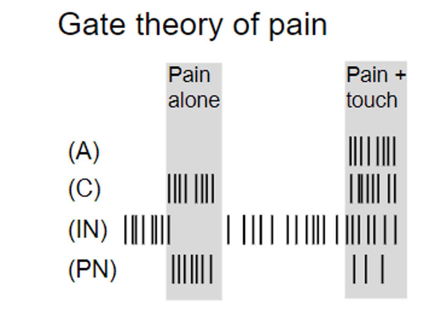 <p>IN normally inhibits PN - decreasing pain.<br><br>During pain - (C) inhibits IN, increasing PN<br><br>Pain + touch - partially activates IN, inhibiting PN</p>