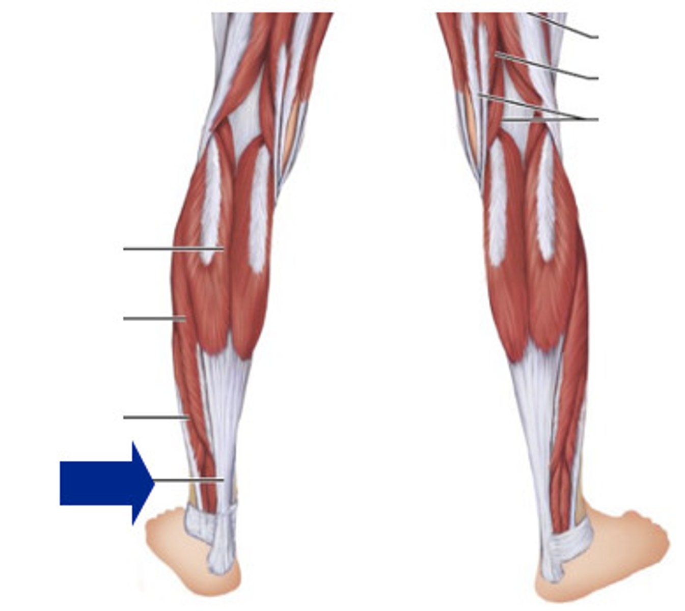 <p>superficial posterior compartment</p><p>achilles tendon</p>