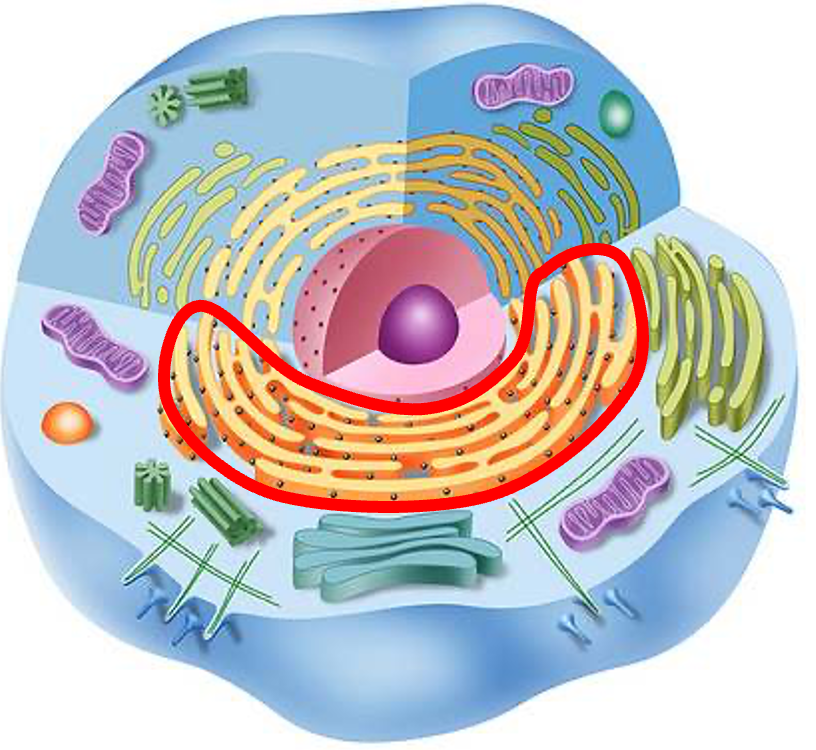 <p>Rough Endoplasmic Reticulum</p>