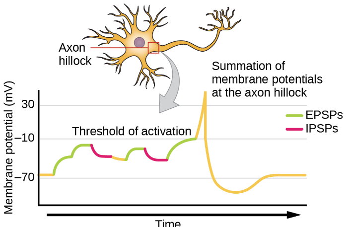 <ol><li><p>Excitatory Postsynaptic Potential (EPSP): Depolarizes </p></li><li><p>Inhibitory Postsynaptic Potential (IPSP): Hyperpolarizes</p><p></p></li></ol><p></p>