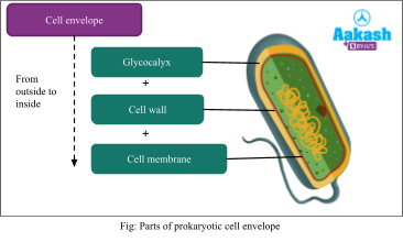 <p>Glycocalyx —&gt; Cell Wall —&gt; Cell Membrane</p>
