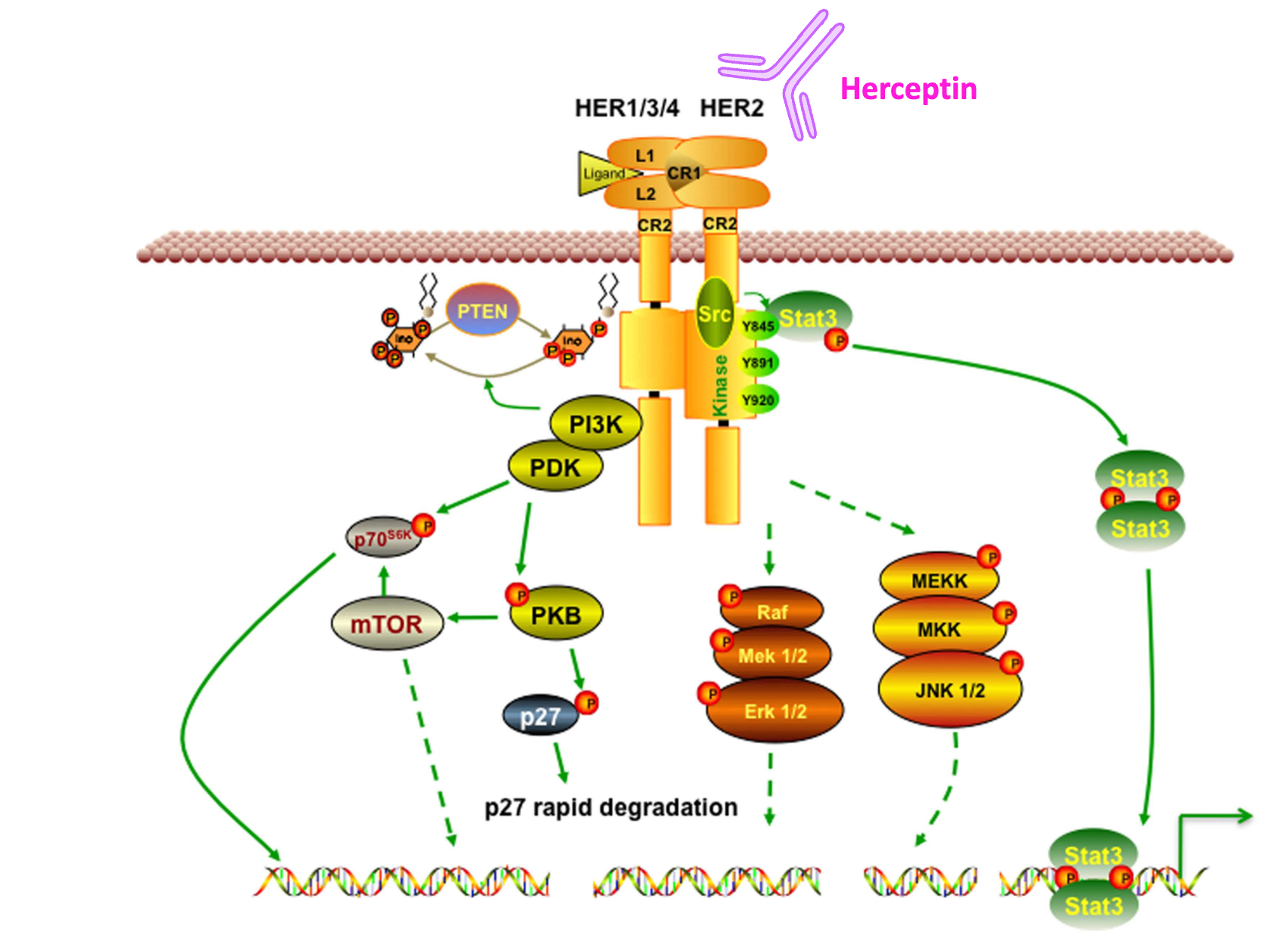 <p>How is Trastuzumab used in the treatment of HER2 positive breast cancer?</p>