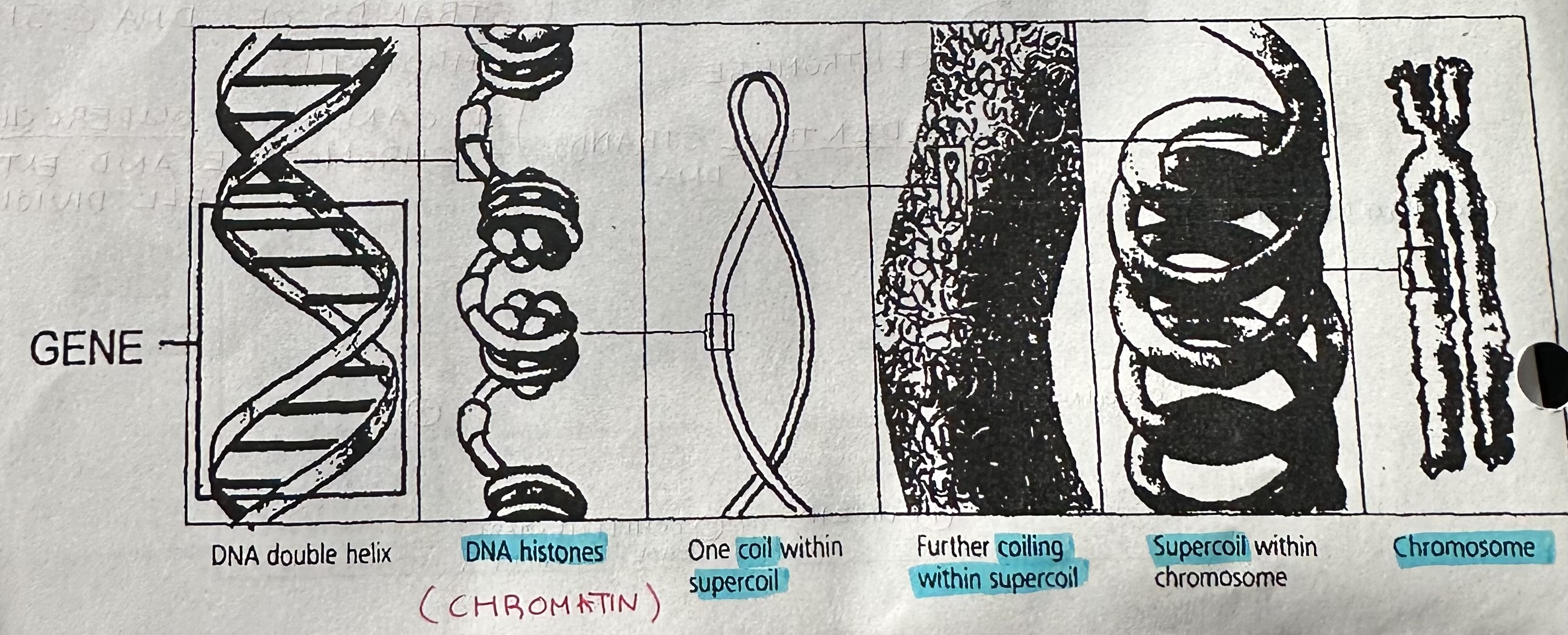 <p>ball-shaped proteins that are responsible for packaging DNA so that it can fit inside the nucleus, it with DNA can supercoil and shorten many times into CHROMOSOMES.</p>