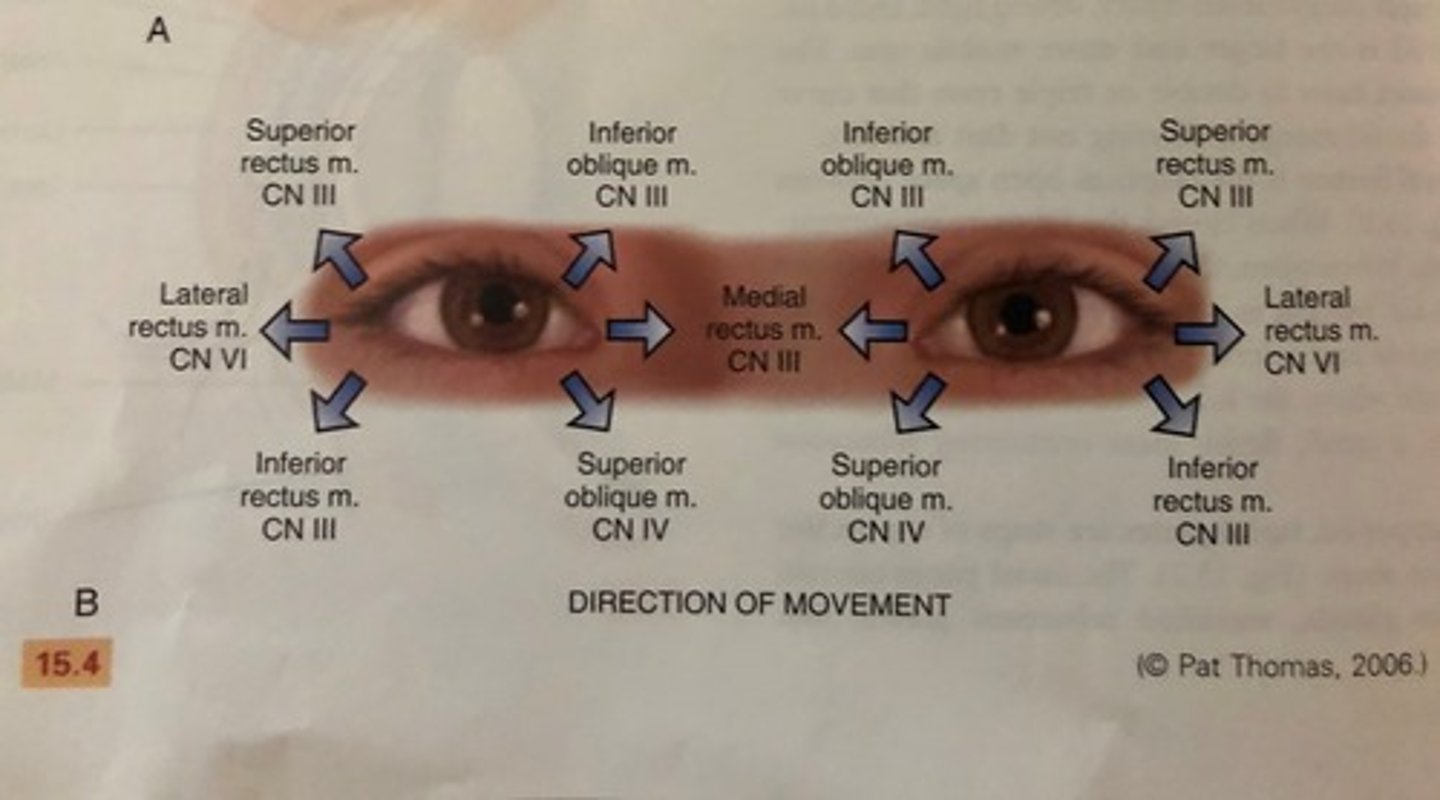 <p>6 cardinal gazes: normal response is parallel tracking of the object with both eyes</p><p>when eye movement is not parallel: indicates weakness of an EOM or dysfunction of cranial nerve innervating it (CN III, IV, VI)</p>