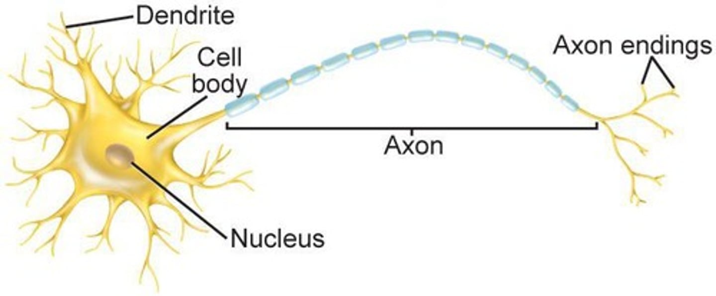 <p>Specialized nerve cells for processing environmental information.</p>