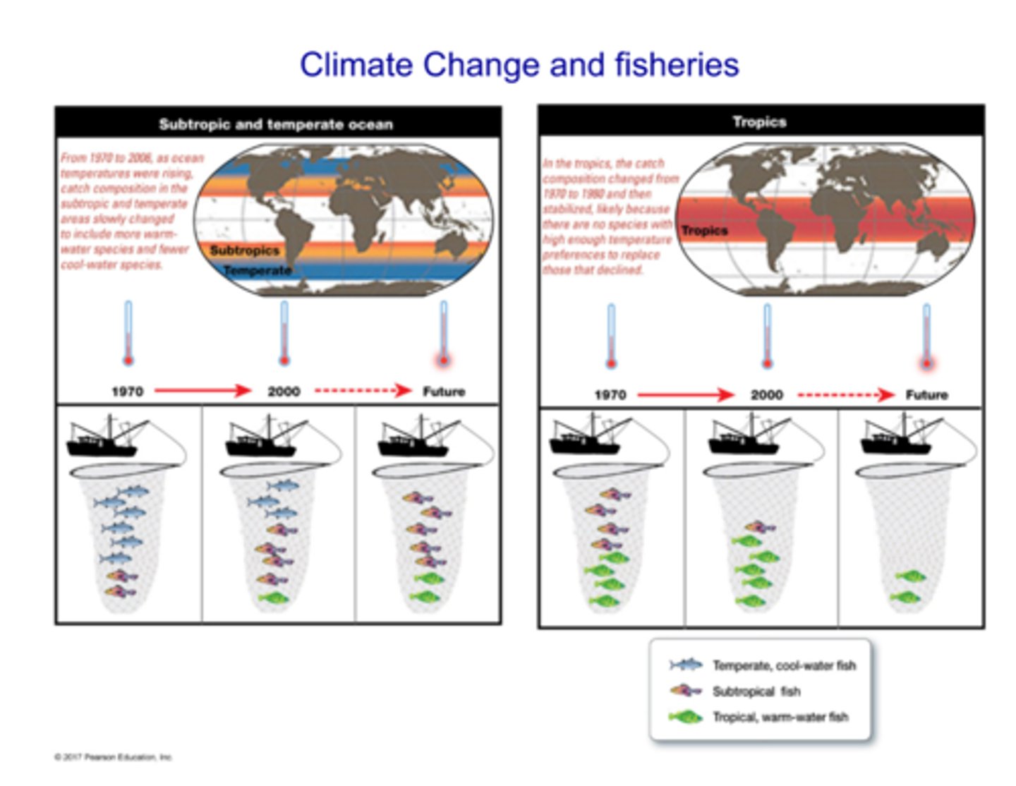 <p>- From 1970 to 2006, as ocean temperatures were rising, catch composition in the subtropic and temperate areas slowly changed to include more warm-water species and fewer cool-water species</p><p>- In the tropics, catch composition changed from 1970 to 1980 and then stablized, likely because there are no species with high enough temperature prefrences to repalce thos that declines</p><p>- Generally, as warm water ranges expand, the amount of productivity and biomass that is sustianed in those ranges decreases</p><p>- Organisms are capable of adapting the enviornmental change like temperature changes, but the difficulty is in the rate that enviornmental change occurs, and ocean temperatures are rising rapidly compared to rates of adaptation and evolution</p><p>- Natural cliamte change like la nina and el nino affect temperature, weather, and things like upwelling</p><p>- Since these events infleunce things like the amount of upwelling of cold, nutrient rich waters, this also affects things, phytoplankton and zooplankton blooms, which in term have affects all the way of the foodchain and foodweb</p>