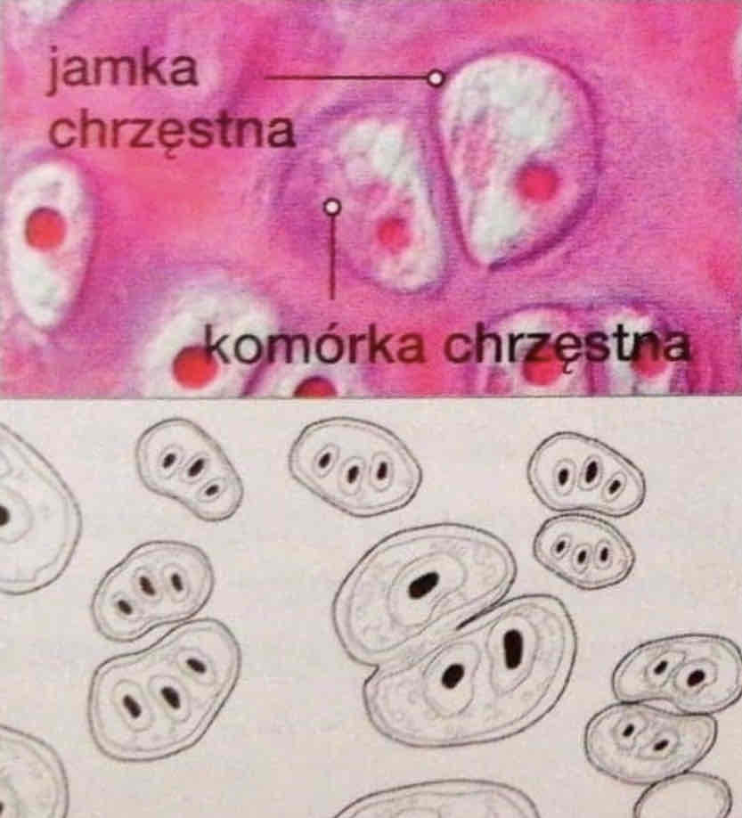 <p>Jaki to rodzaj tkanki chrzęstnej? Podaj cechy jej budowy i funkcję.</p>