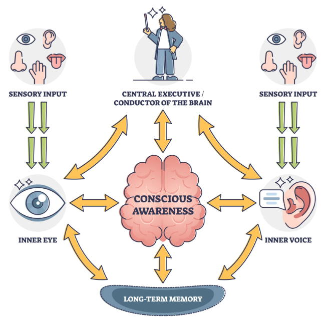 <p>splits short term memory into 2—visual spatial memory (from iconic memory) and phonological look (from echoic memory); a “central executive” puts it together before passing it to long term memory</p>