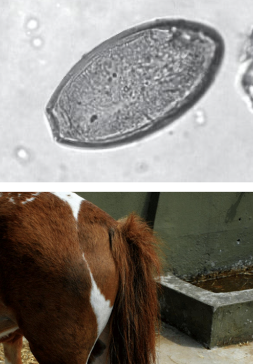 <p>Females lay sticky eggs on perineum → tail rubbing, irritation. <strong>Diagnosis:</strong> tape test. </p><p><strong>Control:</strong> clean perineum/stall surfaces; deworm with ivermectin or moxidectin.</p>