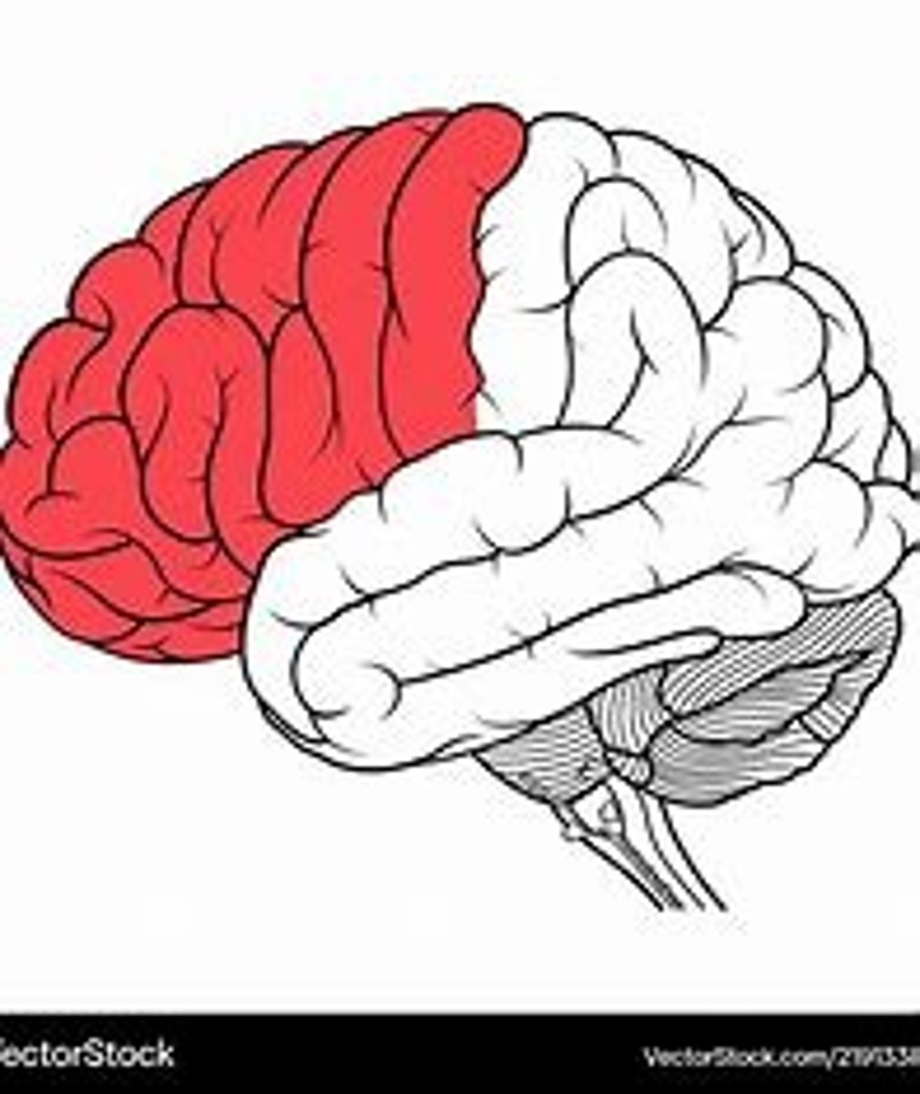 <p>personality, decision-making, high cognition</p>