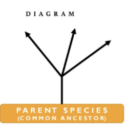 <p>evolution of species from a recent common ancestor. organisms subject to different selection pressures develop different structures, internal body chemistries and behaviours over time. this causes them to diverge from their parent species. <mark data-color="#daffe7" style="background-color: #daffe7; color: inherit">adaptive radiation (1 dividing into many)</mark> is a type of divergent evolution where a single species rapidly diversifies into multiple species. can cause massive increases in biodiversity and occurs in ecosystems with lots of unfilled niches.</p>