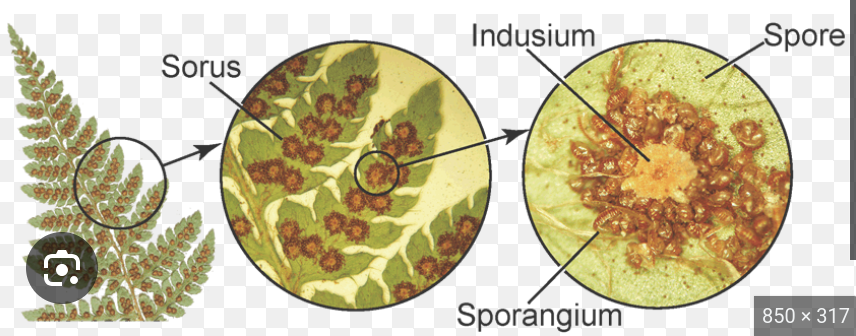 <p>Sporangia: <span style="font-family: Roboto, arial, sans-serif">an enclosure in which spores are formed</span></p><p>Sori: plural of sorus</p><p>Sorus: a cluster of sporangia in ferns and fungi </p><p>Spores: <span style="font-family: Roboto, arial, sans-serif">a unit of sexual or asexual reproduction that may be adapted for dispersal and for survival, often for extended periods of time, in unfavourable conditions</span></p>