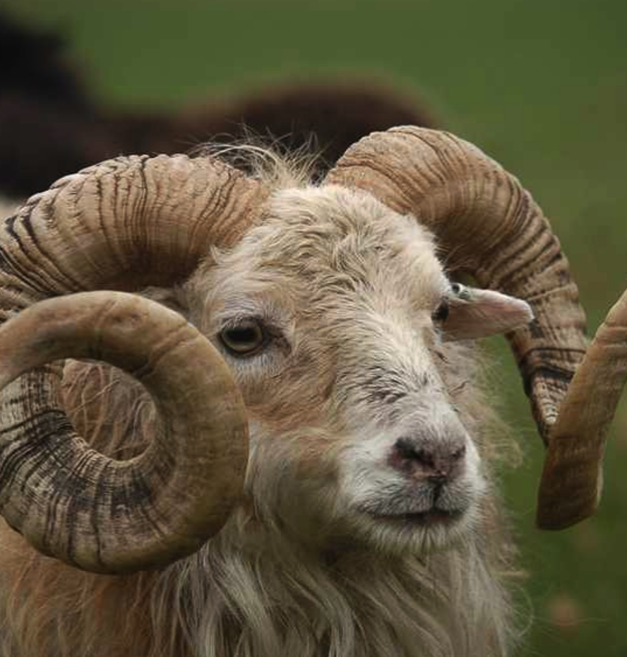 <p><span><span>• &nbsp;Hebben een indrukwekkend stel hoorns</span></span></p>