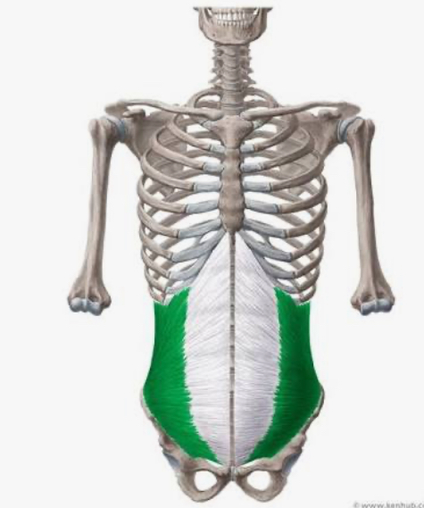 <p>internal oblique</p>