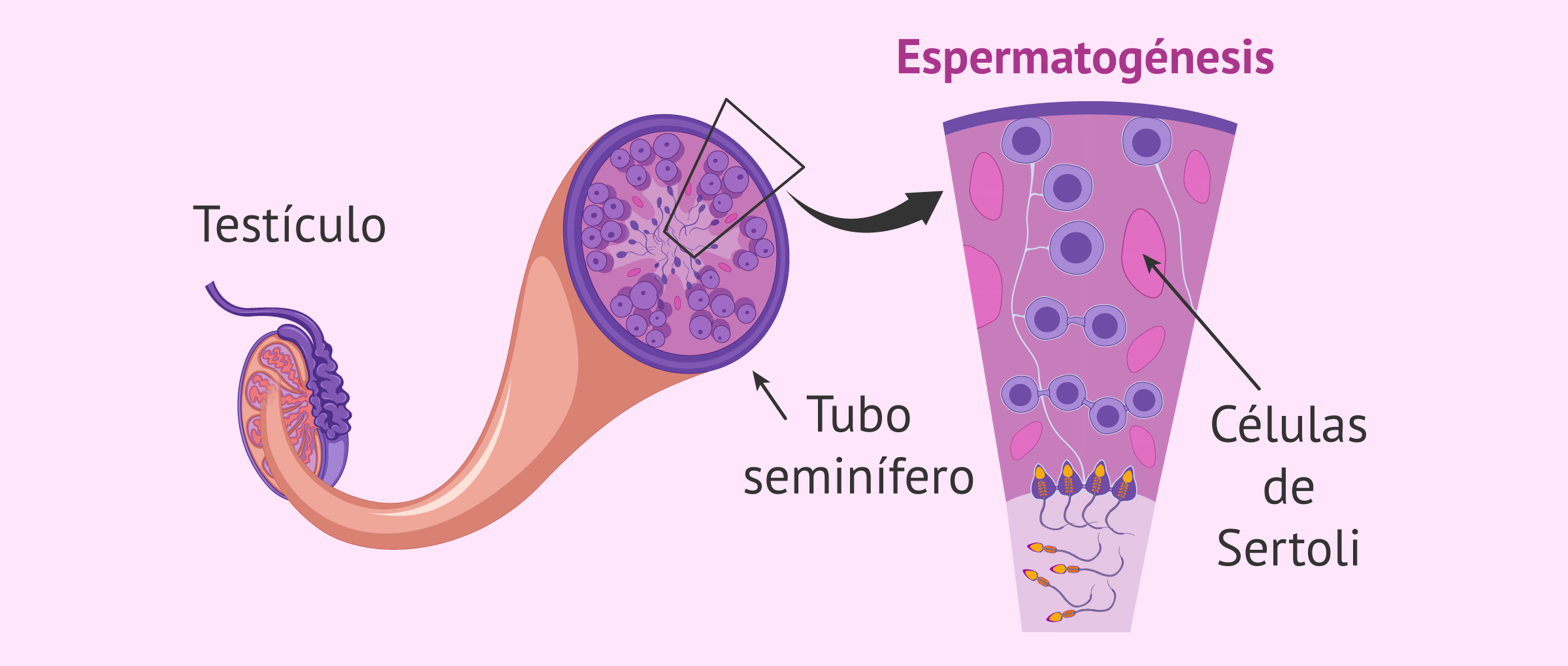 las ________ brindan soporte estructural y metabolico durante la espermatogenesis

\- estimuladas por FSH

\- productor de hormonas: HAM, inhibina, y activina
