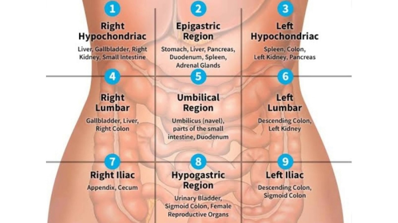<p>Right Hypochondriac, Epigastric, Left Hypochondriac</p><p>Right Lumbar, Umbilical, Left Lumbar</p><p>Right Iliac, Hypogastric, Left Iliac</p>