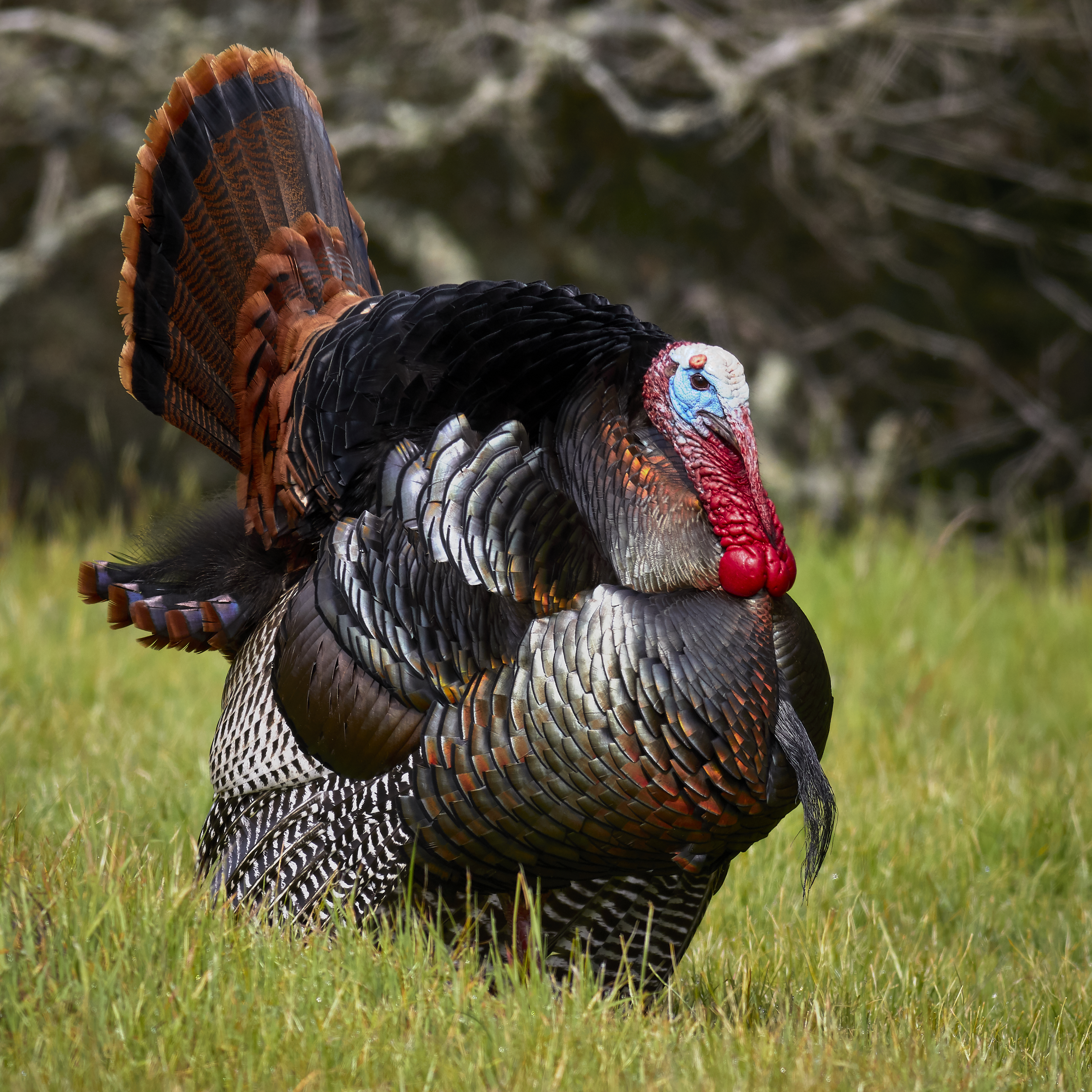 <p>What bird is this?</p>