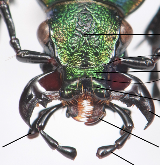 <p>also sensory appendage</p>