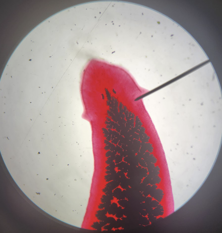 <p>What is this?</p>