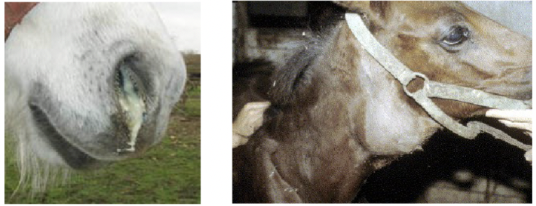 <p>Discharge of URT, abseccesion of head and neck lymph nodes </p>