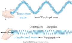 <p>transverse and longitudinal waves</p>