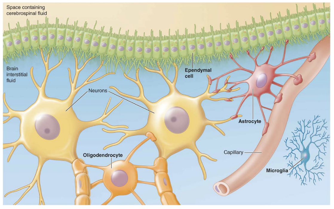 <p><strong>• Glial Cells </strong>– 90 percent of the cells within CNS, also called neuroglia cells</p><p>      – Do not conduct nerve impulses</p><p><strong>• Astrocytes</strong> – most abundant glial cell and fill a number of critical functions</p><p>• <strong>Microglia</strong> – immune cells of the CNS</p><p><strong>• Ependymal</strong> – line cavities and contribute to formation of CSF</p>