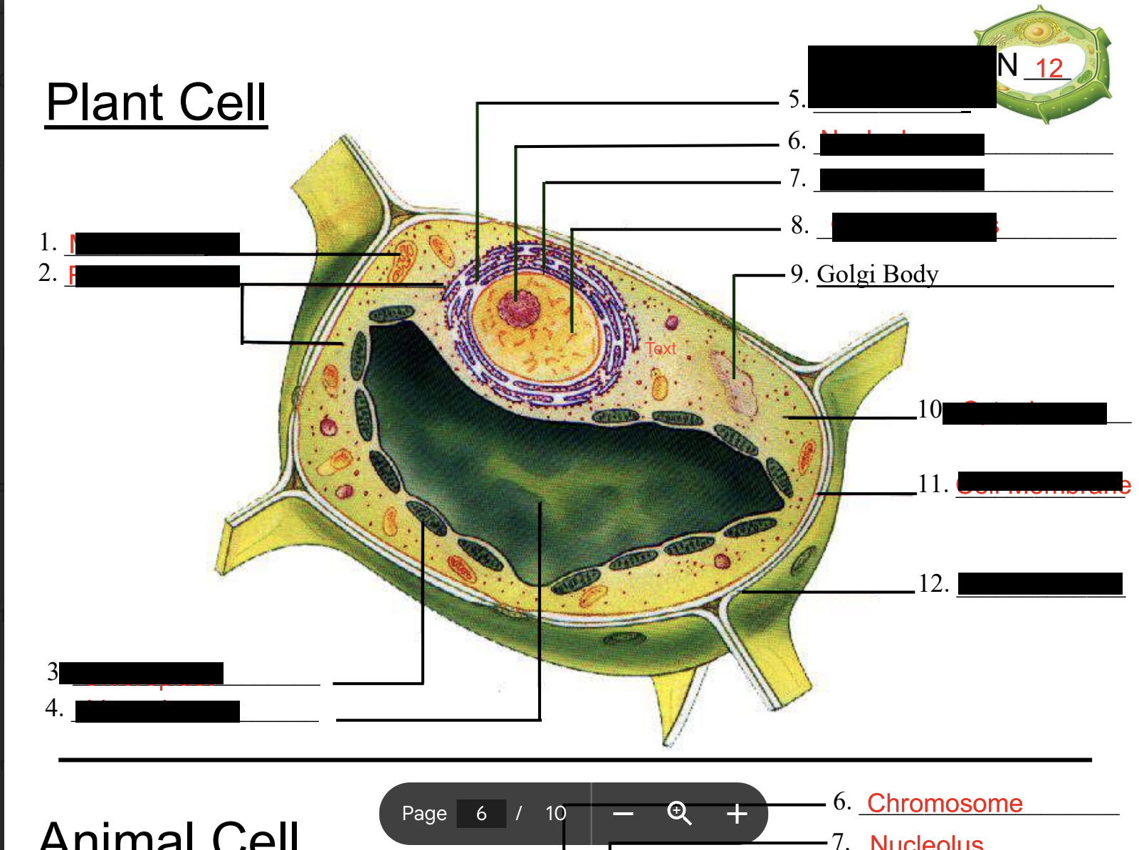 <p>Endoplasmic reticulum</p>
