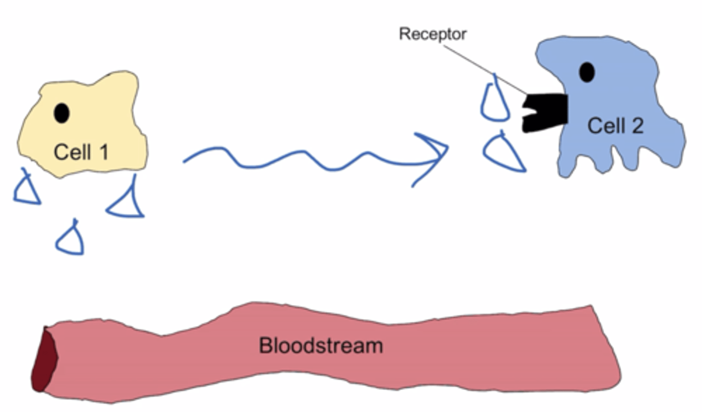 <p>signal released from cell A binds to neighboring cell B</p>