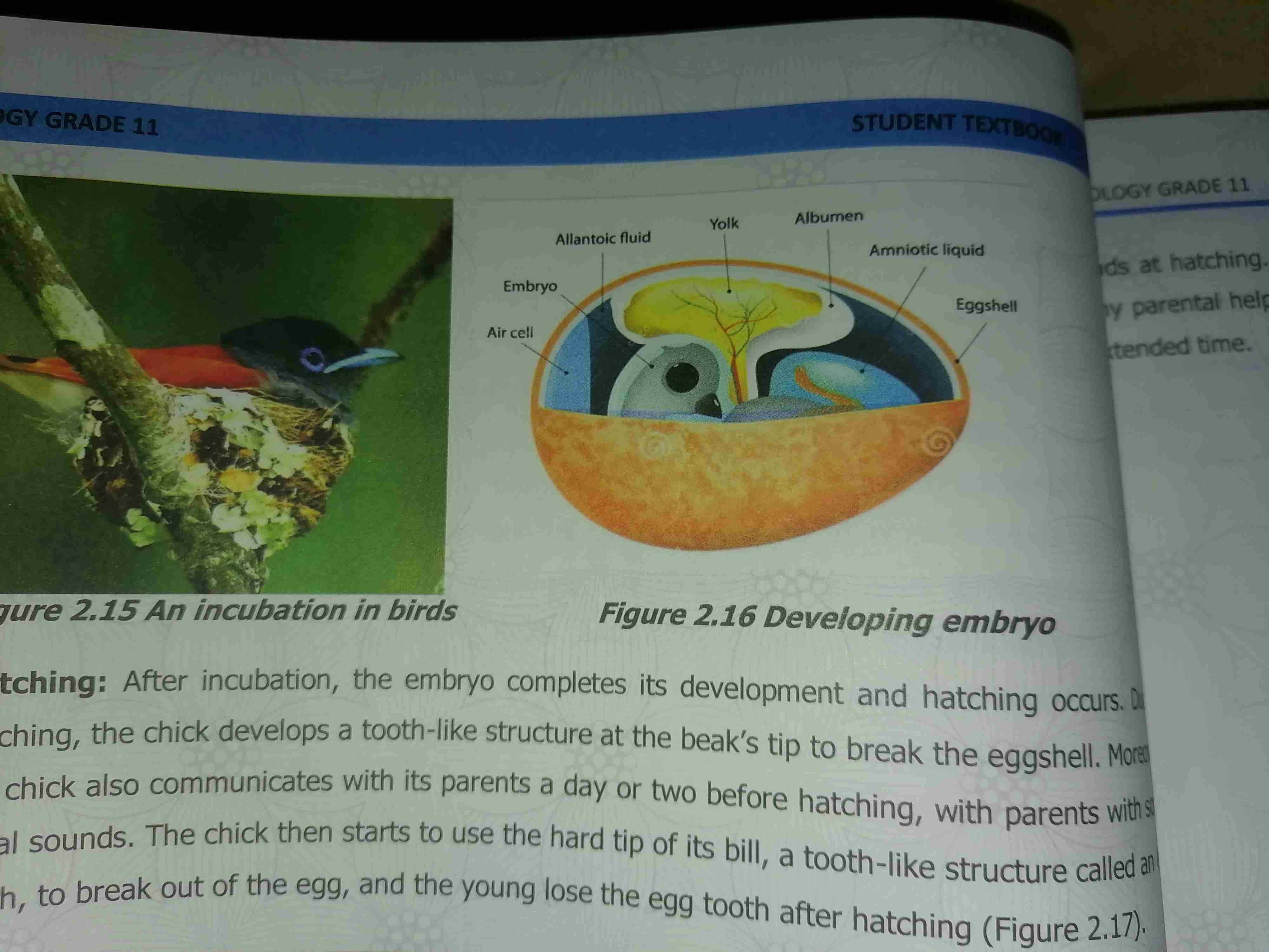 <p>1.Incubation - is the process of keeping the egg warm with the body heat, while the Embryo inside continue it’s develop after bird lay their eggs. </p><p>2.most cases female brooding but sometimes male participate</p><p>3.when breeding season approaches female develop a brood patch and to help them transfer heat efficiency </p><p>brood patch which is has an area of skin with densely blood vessel that produce<span style="color: var(--color-neutral-black)"> more heat and facilitate heat transmission to the egg. </span></p><p><span style="color: var(--color-neutral-black)">4.bird rotate their eggs periodically to ensure an even distribution of warmth. Finally this helps the Embryo to finish its development inside the egg. </span></p>