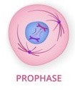 <p>Centrioles begin to move to opposite poles, spindle fiber replaces nucleus, Chromatin match up to become chromasones</p>