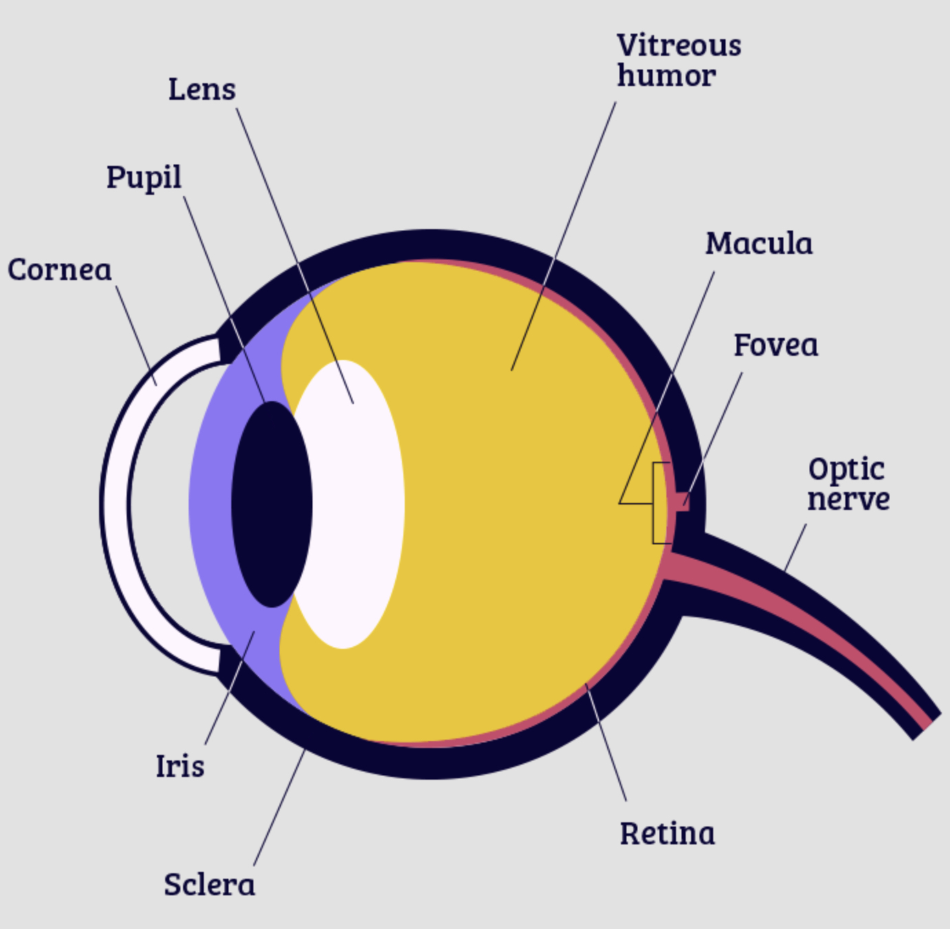 <p>Pupil </p>