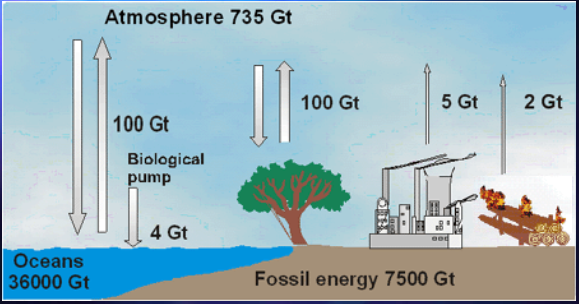 Global Carbon Fluxes