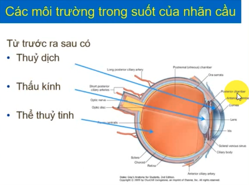<p>Nêu 4 môi trường trong suốt của nhãn cầu:</p>