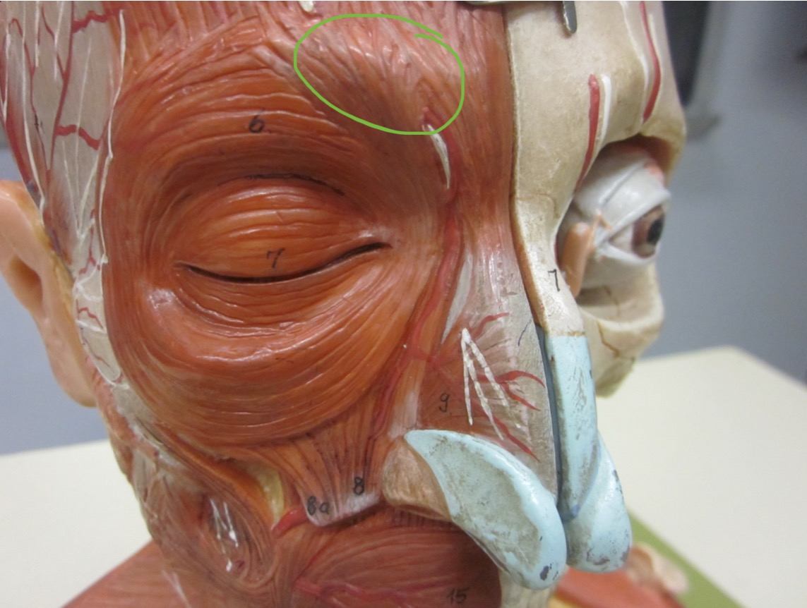 <p>Which muscle</p>
