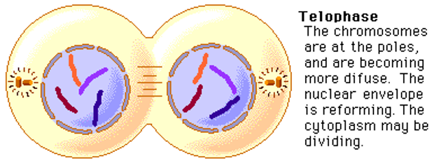 <ul><li><p>Nuclear envelope reappears, chromosomes become less condense and microtubules disassemble.</p><ul><li><p>Start unwrapping</p></li><li><p>Centrosome breaks apart</p></li></ul></li></ul><p></p>