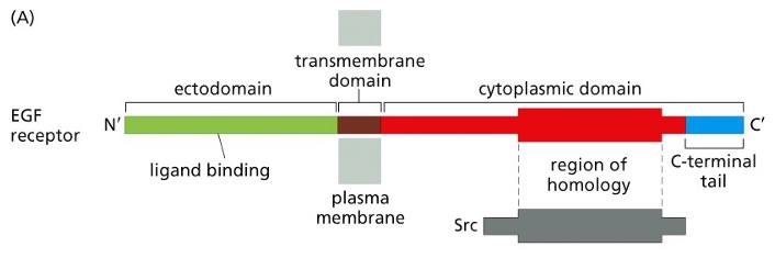 <ul><li><p>Ectodomain</p></li><li><p>Transmembrane domain</p></li><li><p>Cytoplasmic domain</p></li><li><p>Ectodomain binds EGF, a signal is transmitted</p></li><li><p>to the cytoplasmic domain</p></li><li><p>Once the cytoplasmic domain is activated- cell</p><p>induced to grow and divide</p></li></ul>