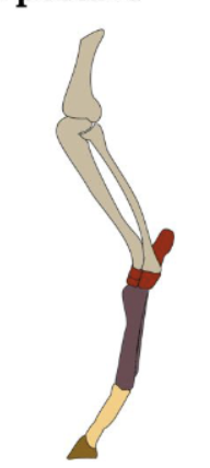 <p>walking on tips of digits</p>