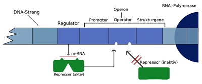 <p><strong>Promoter</strong>: Dient als Ansatzstelle und Startpunkt für die RNA Polymerase <br><strong>Operator</strong>: An dieser Stelle dockt der Repressor bzw. Aktivator an<br><strong>Strukturgene</strong>: <span>Gene, die für Proteine codieren.</span></p>