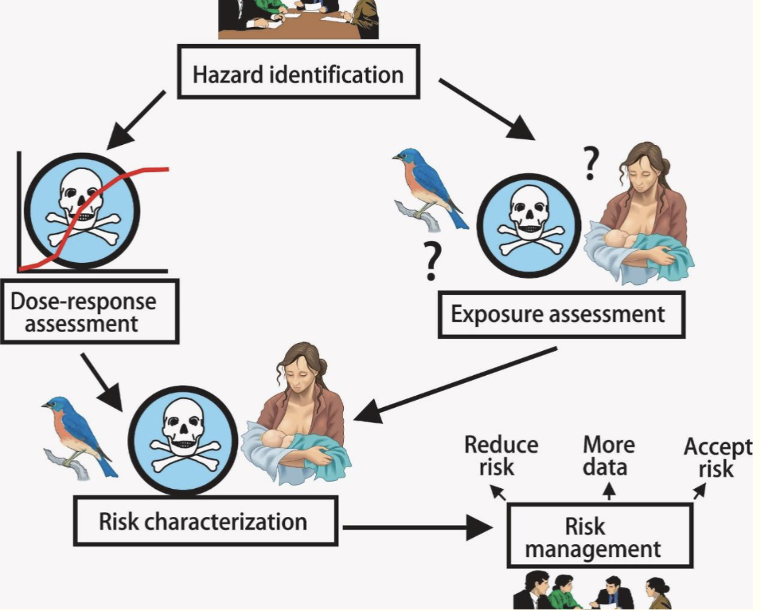 <ol><li><p>Problem formulation</p></li><li><p>Exposure assessment</p></li><li><p>Hazard assessment</p></li><li><p>Risk characterization</p></li></ol>