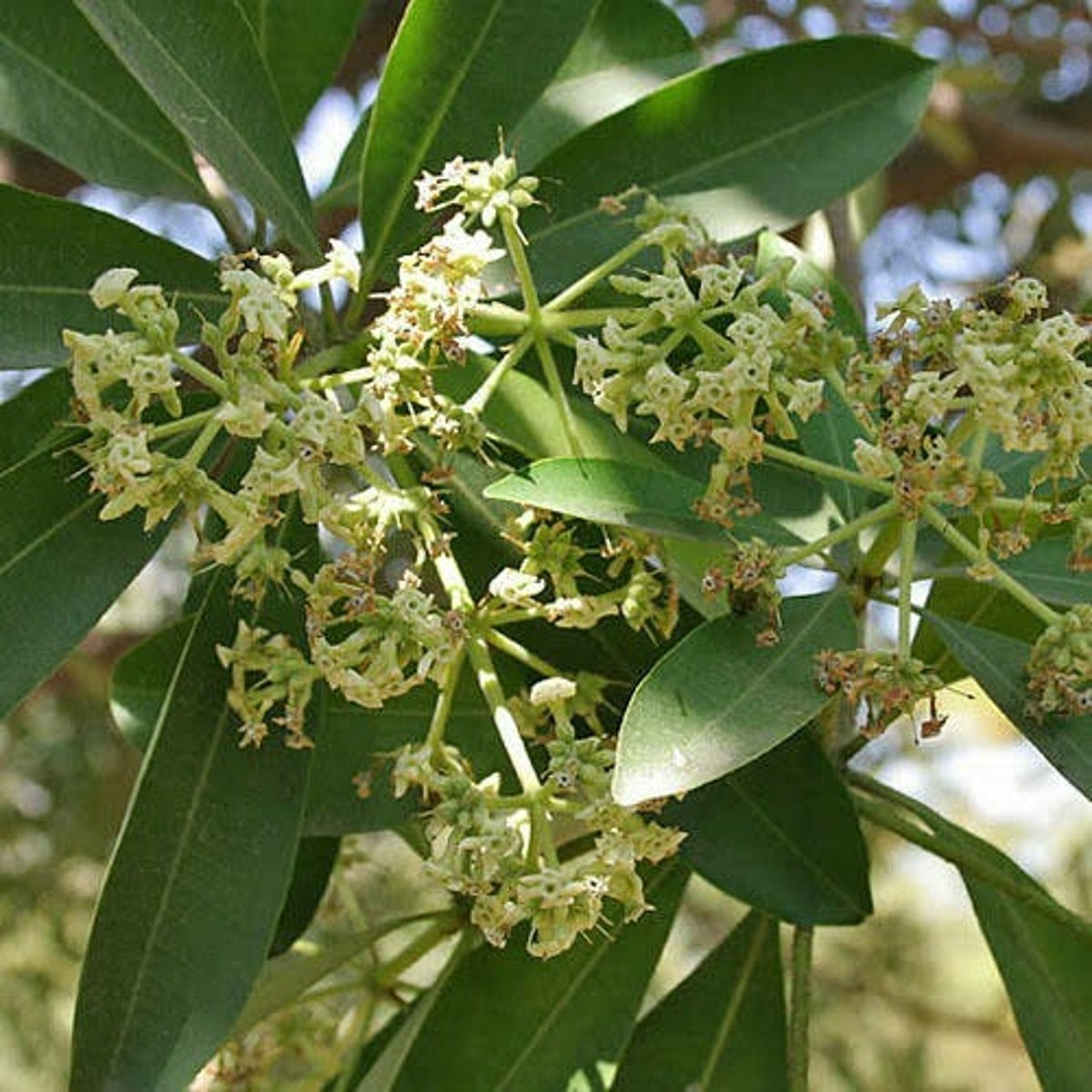 <p>Alstonia</p>